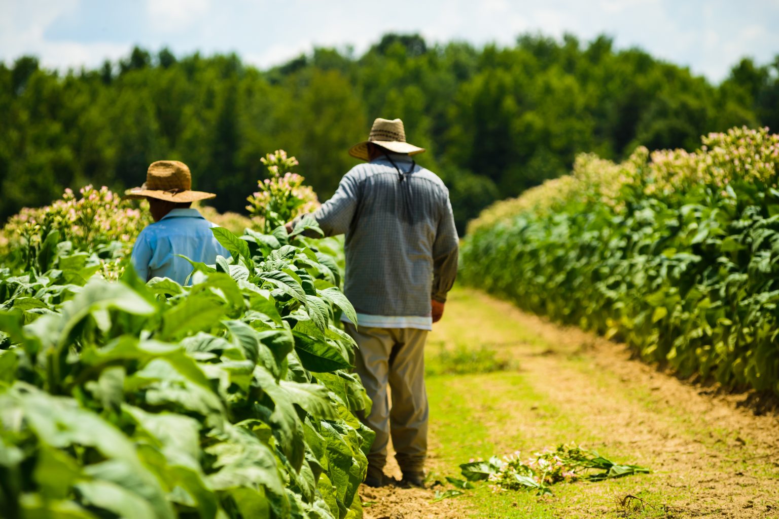 farm-labor-contractors-at-my-next-move-for-veterans