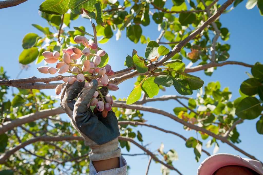 farmworker-justice-update-september-7-2021-farmworker-justice